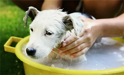 Какое средство для мытья посуды безопасно для собак